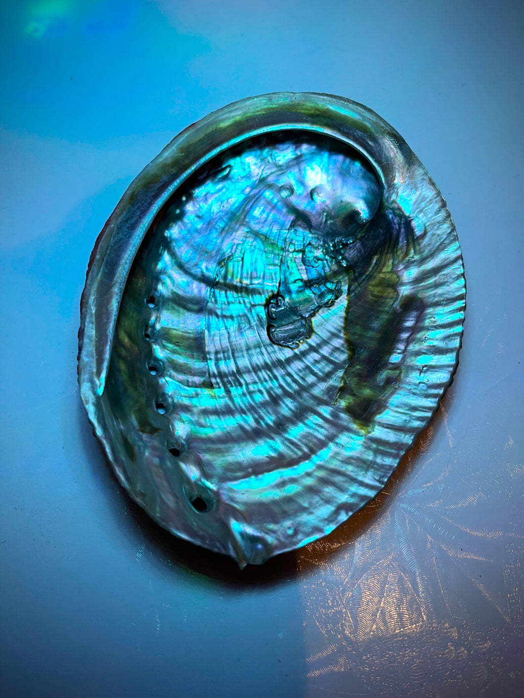 Abalone Shell